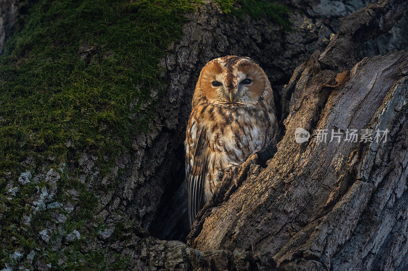 雌性黄褐色猫头鹰(Strix aluco)